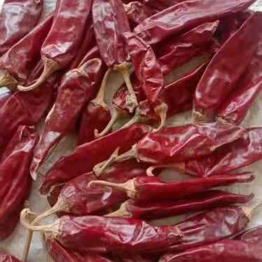 China Hongguan Dry Red Chilli For Exporter for sale