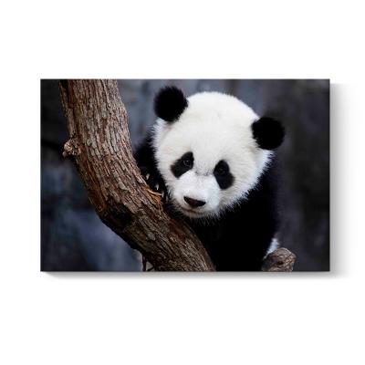 China Modern Customize Cute Animal Panda Photo Create Your Own Pictures Wall Art HD Giclee Prints On Canvas for sale