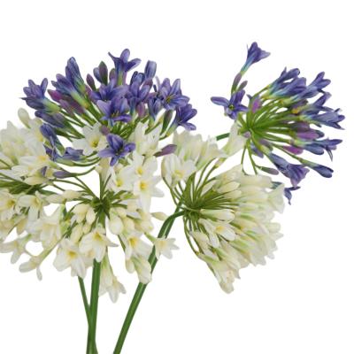 China Beautiful Colorful Artificial African agapanthus Factory wholesale Silk flowers home decoration wedding  Outdoor decoration  ROSE Garden Decoration for sale