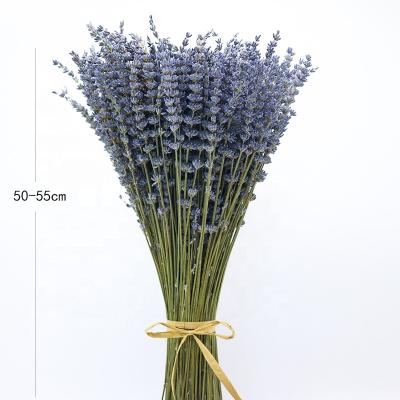 China Real Long Lasting Dried Natural Plant Dried Reed Flower Dried Provence Lavender Bunches For Arrangements for sale