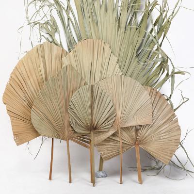 China Durable Hot Decorative Exotic Natural Dry Plant Sale Tropical Spear Rose Palm Dried Leaves For Wedding Decor for sale