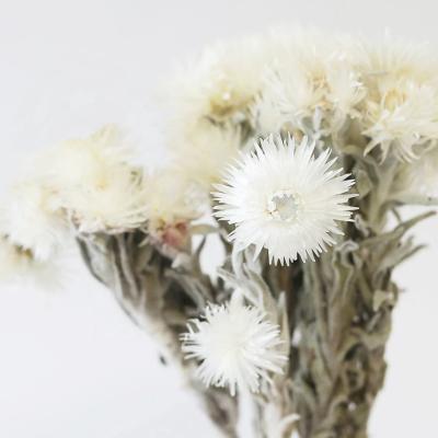 China Natural Flower Arrangements Straw Flower White Pink Dried Natural Eternal Touch DIY Flowers White Silver Daisy For Home Decor for sale