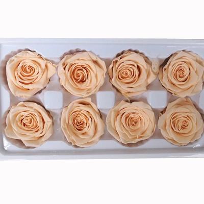 China DIY to Wedding & Home Decoration Fashion 100% Fresh Natural Preserved Rose Champagne Color Long Lasting Natural Fresh Accessories Flower Decoration Rose For Holiday for sale