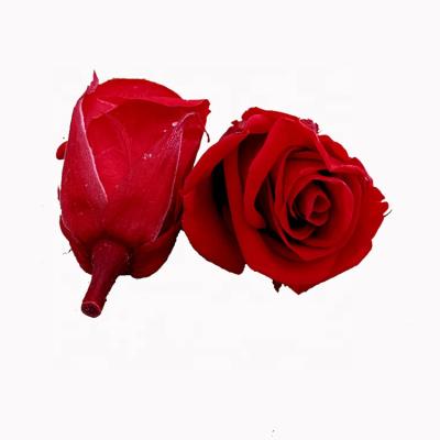 China DIY to Wedding & wholesale home decoration preserved roses 2-3cm Red Rose Flower Head for sale