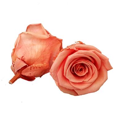 China Real Fresh Rose Yunnan Kunming Color PreservedReal NaturalFlowersfor Home Deco Fresh Customized for sale