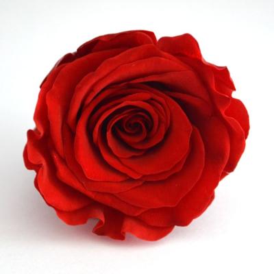 China China Customized Rose 6-7cm Color Preserved Real Touch Real Fresh Natural Real Touch Flowers For DIY Gift for sale