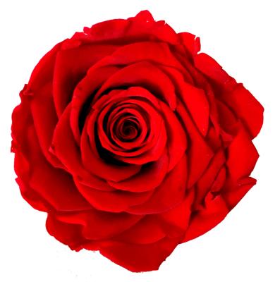 China Celebration A best-selling grade 6-7 cm royal soapflower preserved rose preserved head rose packing for sale