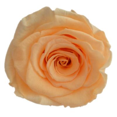 China Celebration A Grade Preserved Flower Eternal Natural Fresh Rose Flowers Decoration Preserved Rose Head for sale