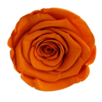 China Wholesale 6-7CM Natural Rose Flowers Preserved Rose Head Celebration Mothers Day Gift Preserved Roses Packaging for sale