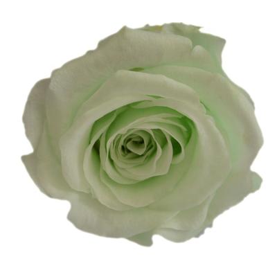 China Real Rose Good Quality Fresh Infinity Preserved Roses Flower With 6-7cm Rose Head for sale