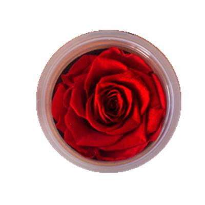 China Wholesale Mother's Day Eternal Rose Beautiful 7-8 cm Preserved Rose Flower Forever Lasting for sale