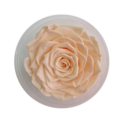 China New Products Biggest Champagne Artificial Preserved Mother's Day Flower Heads for sale