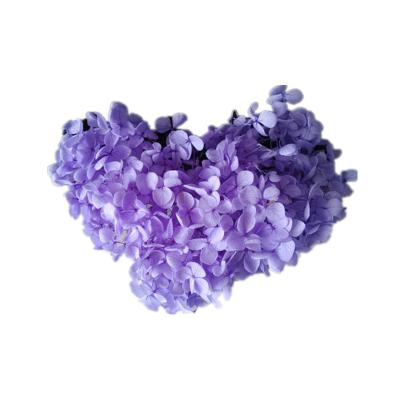 China Anna Hydrangea preserved by natural contact for all kinds of festival decoration for sale