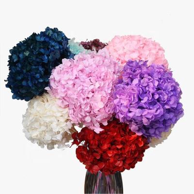 China Natural Touch Stem Real Artificial Flower Natural Wholesale Eternal Red Hydrangea for sale