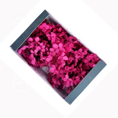 China True Touch Kunming Natural Fresh Cut Preserved Hydrangea Flower Touch With Bicolor Hydrangea Real Touch for sale