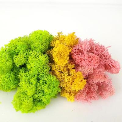 China Home Decoration Whole Natural Preserved Moss Preserved Natural Fashion Wedding Valentines Day Birthday Other Christmas Decorations for sale