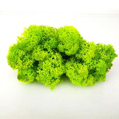 China Large Package 500g Eco-friendly Preserved Moss Wholesale From China Use To Make Moss Wall for sale