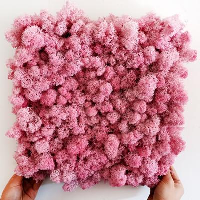 China Hot Sale Eco-friendly 500g Preserved Artificial Reindeer Moss for sale