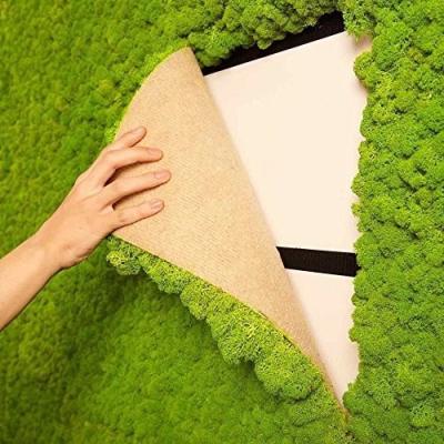 China Real Moss New Product Natural Earth Friendly Customized Indoor Green Artificial Stable Moss Wall For Decoration for sale