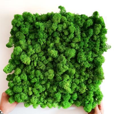 China Hotsale Eco-friendly Preserved Forest Moss Plants Artificial Moss Wall for sale