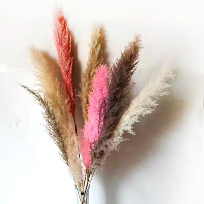 China Wholesale Indoor Decoration Pampas Grass Home Decor Dried Artificial Decorative Pampas Grass For Wedding Occasions for sale