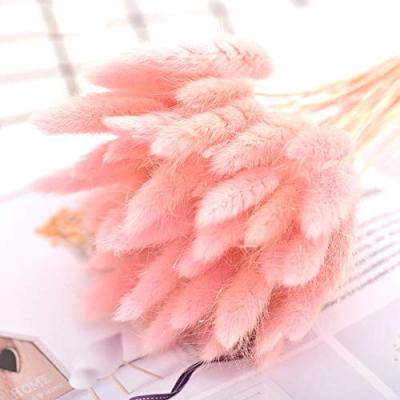 China Real Natural Bunny Tail Grass Wholesale Props Bunny Tail Grass Dried Flower Bunches Rabbit Tail Grass Arts Crafts Tail Grass Bristlegrass Bunches Bunches for sale