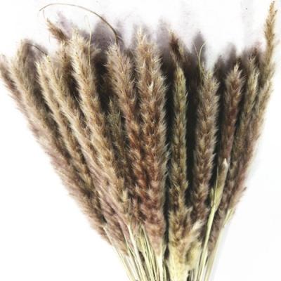 China Soft pampas grass for sale