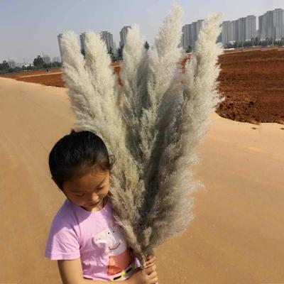 China China Yunnan Factory Price Gray Dry Pampas Grass Flower For Wedding Decor for sale