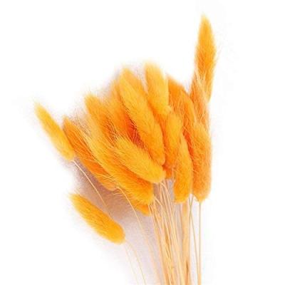 China Natural Touch Preserved Flowers Dried Grass Lagurus Ovatus Natural Artificial Green Grass Rabbit for sale