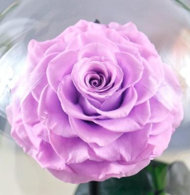 China Wholesale Celebration Rose In Glass Real Natural Preserved Single Rose Flower Multi Color Glass for sale