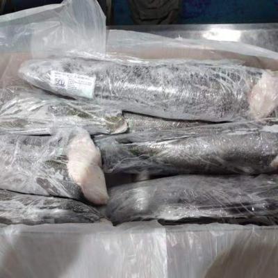 China seabass fish seafood seabass Patagonian Toothfish seabass chile for sale