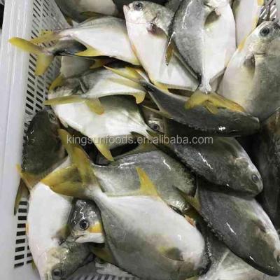 China Low price seafood pomfret Frozen Golden Pomfret Whole Round Pompano for sale