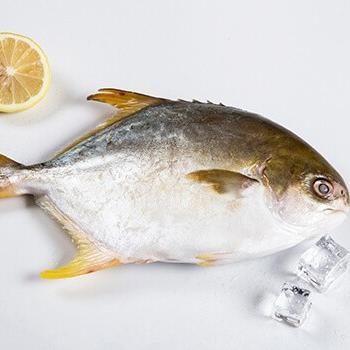 China Cheap price seafood pomfret Frozen Golden Pomfret Whole Round Pompano for sale