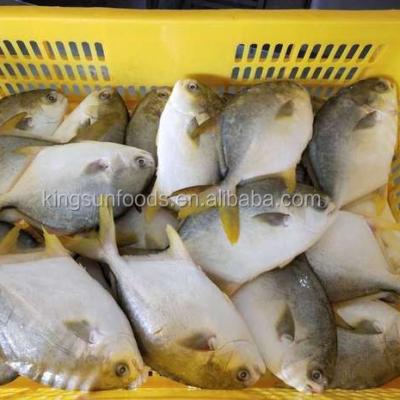 China Fresh seafood pomfret Frozen Golden Pomfret Whole Round Pompano for sale