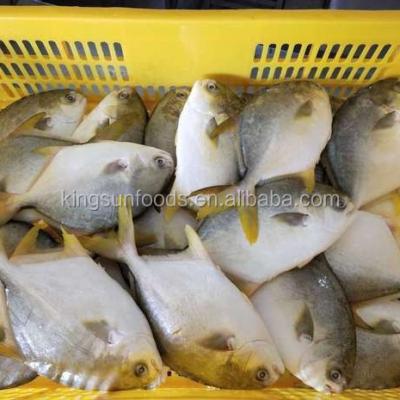 China Good price pomfret Frozen Golden Pomfret Whole Round Pompano for sale