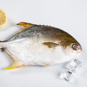 China Hot sale Food & Beverage seafood pomfret Frozen Golden Pomfret Whole Round Pompano for sale