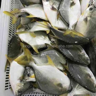 China Frozen fish seafood pomfret Frozen Golden Pomfret Whole Round Pompano for sale