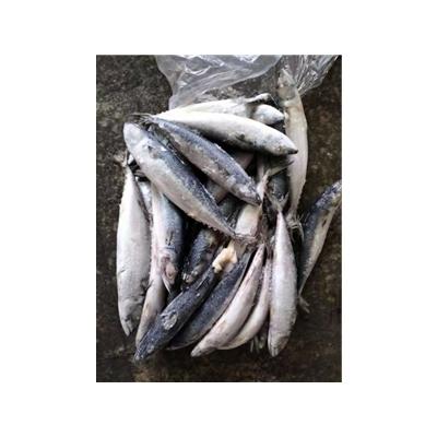 China Good Price And High Quality Frozen Pacific Mackerel for sale