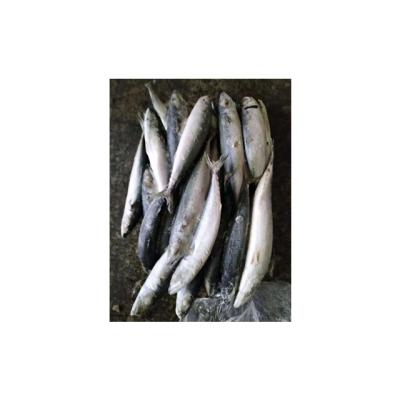 China Frozen Pacific Mackerel Whole Round for sale