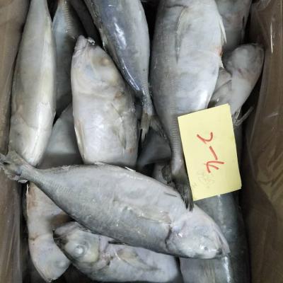 China Frozen Indian Mackerel Whole Round For Malaysia Thailand Market for sale