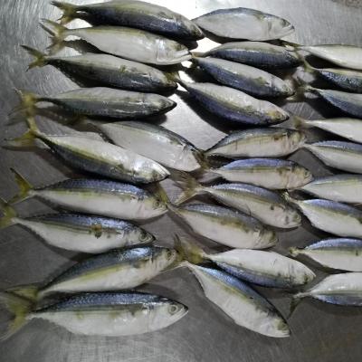 China Good quality New season ready stock Frozen indian mackerel Grade for sale