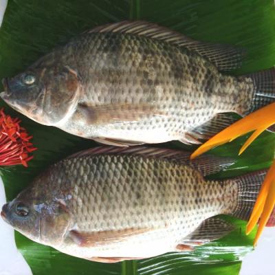 China Factory Supply Good Price Frozen Tilapia Whole Round Tilapia Fish in Tilapia for sale