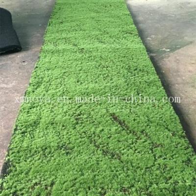 China Artificial Gress Decorative Moss Eco-Friendly PE Plants with Customized Design for sale