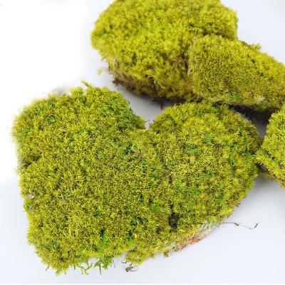 China Reindeer/Poles/Leaf Preserved Natural Wholesale Durable Moss For Wall Art Decoration for sale