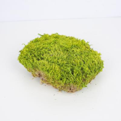 China Fashional Factory Wholesale Moss Stones Sheet Preserved Moss for Moss Wall Decoration for sale