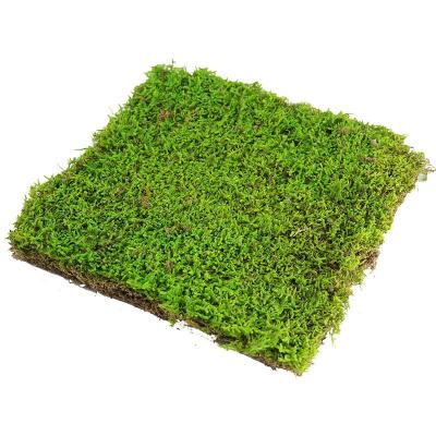 China 2020-2021 Preserved Eternal Durable Hot Sale Amazon Moss For Art Moss Wall Decoration for sale