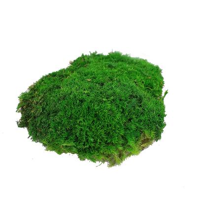 China High Quality Decoration Yunnan LiangDu Green Leaf Moss Preserved Moss Wall For Decoration for sale