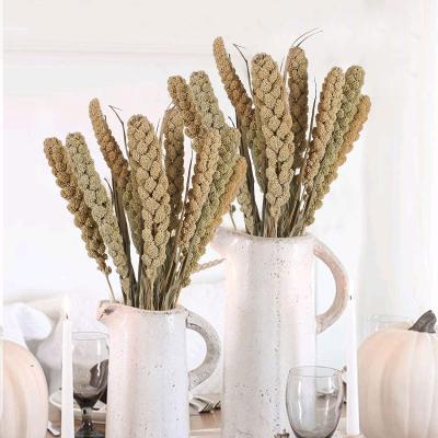 China Eco - Friendly Real Touch Lasting Everlasting Flower Stems Millet Flower For Decoration Flowers for sale