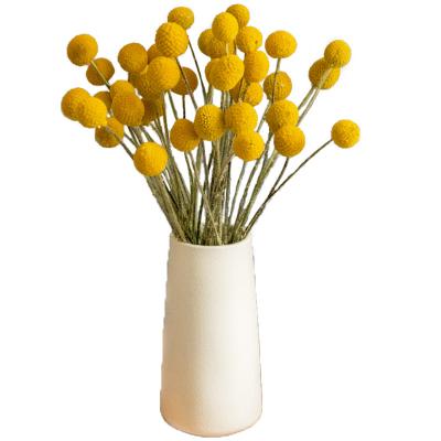 China Interior Decoration Dry Flower Golden Balls Decorative Craspedia Billy Ball For Home Decor for sale