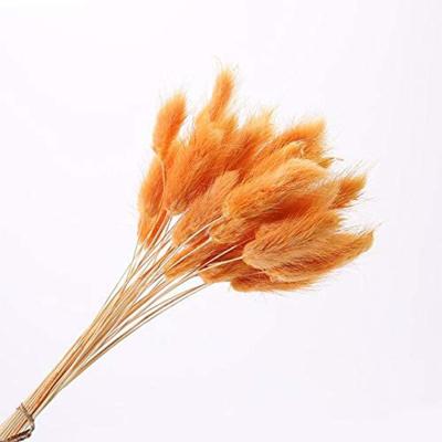 China Eco-friendly Most Popular 100 Pcs Ins Dried Agurus Bunny Tail Grass As Interior Home Decor for sale